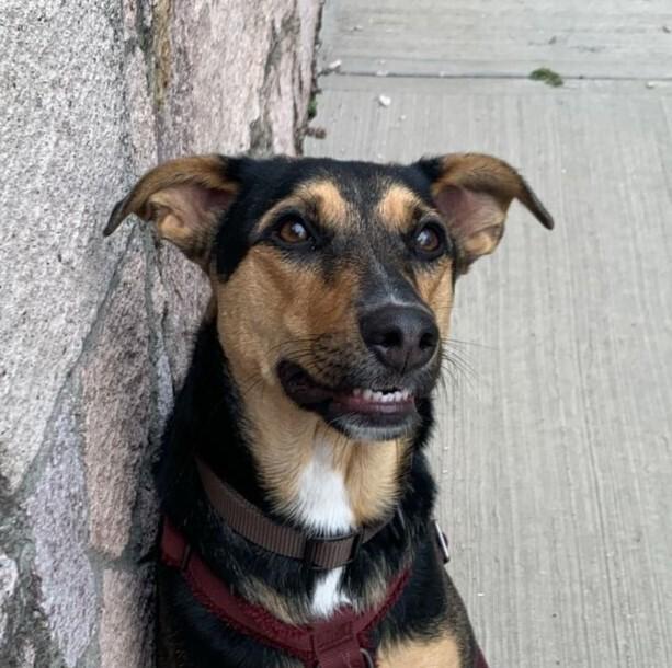 MIMOSA, Adoptable, Adult Female Labrador Retriever.