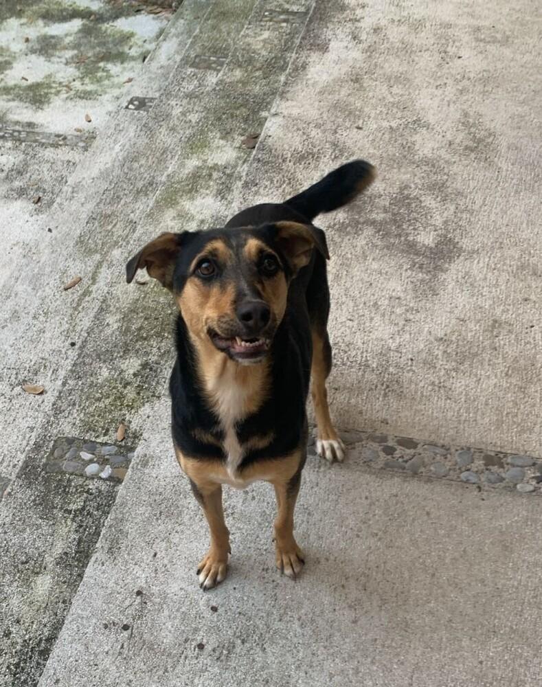 MIMOSA, a Adoptable mixed breed in Langley, BC image 2/6