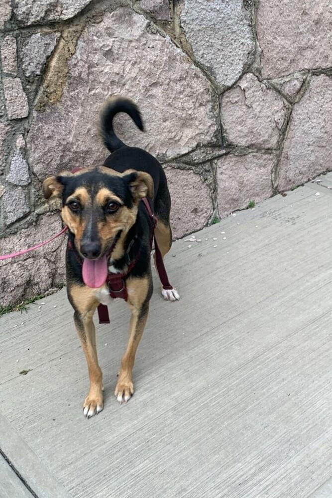 MIMOSA, a Adoptable mixed breed in Langley, BC image 3/6