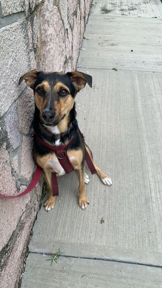 MIMOSA, a Adoptable mixed breed in Langley, BC image 4/6