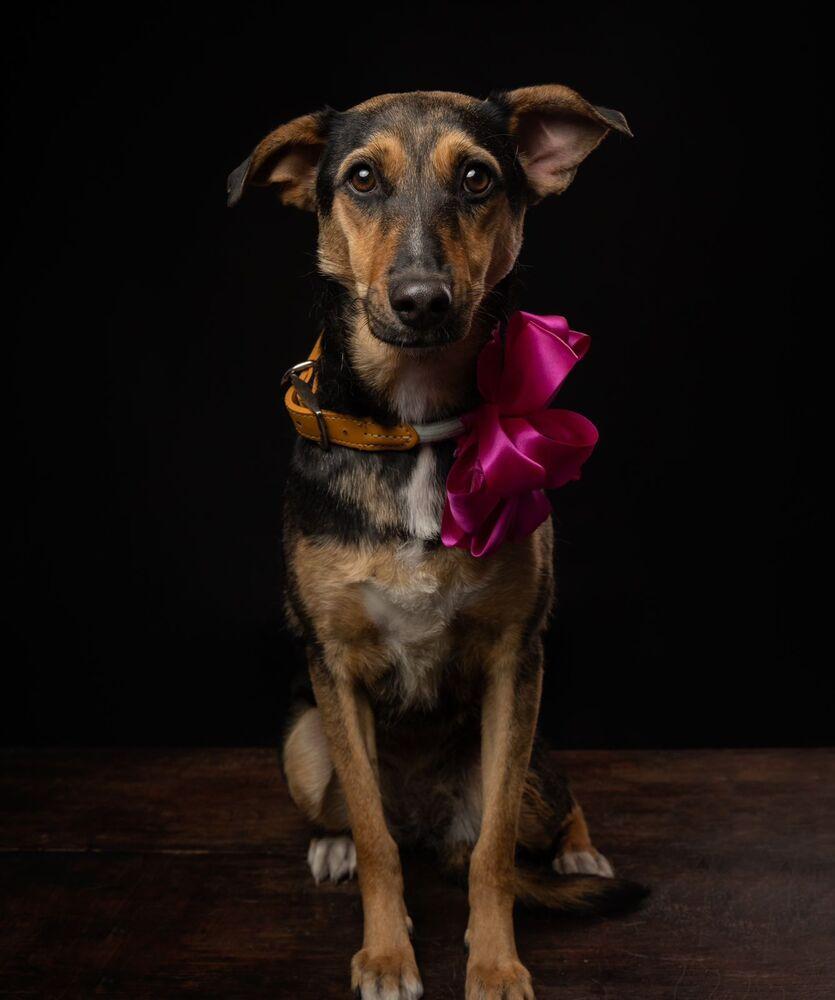 Enlarge MIMOSA - LOCAL (New Westminster), a Adoptable mixed breed in Langley, BC image 4/6