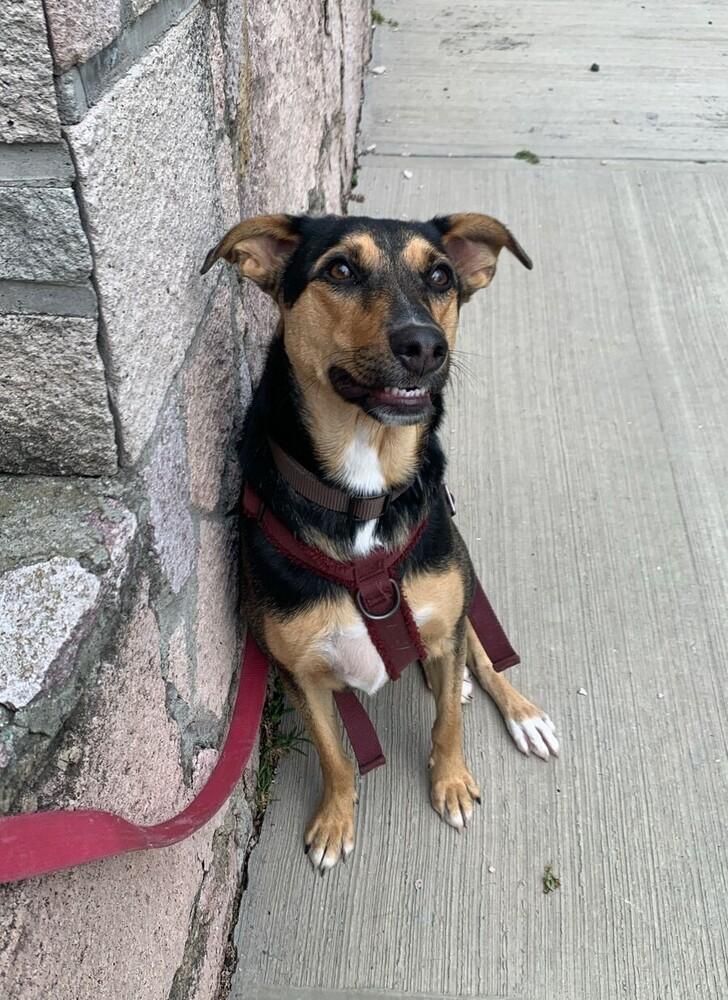 MIMOSA, a Adoptable mixed breed in Langley, BC image 5/6