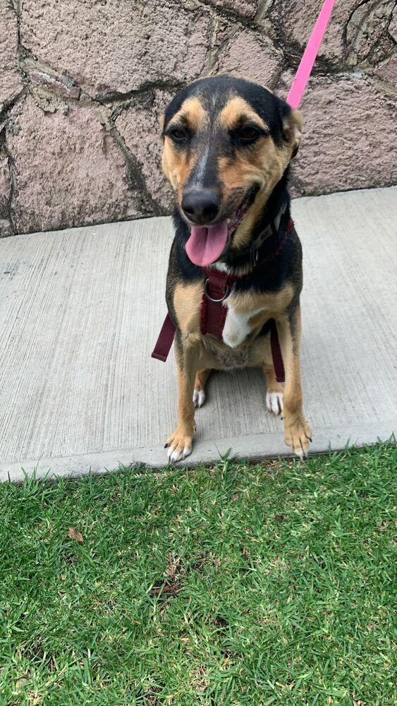 MIMOSA, a Adoptable mixed breed in Langley, BC image 6/6