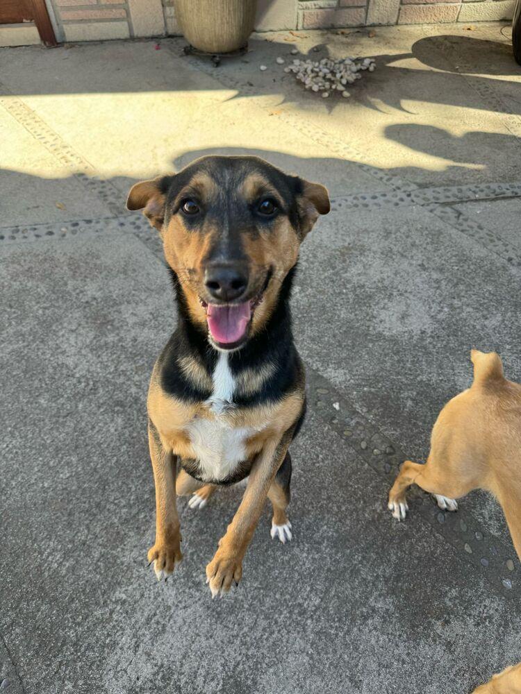 Enlarge MIMOSA - LOCAL (New Westminster), a Adoptable mixed breed in Langley, BC image 6/6