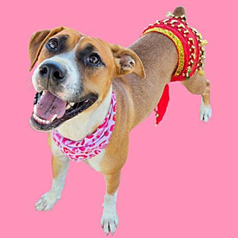 Enlarge Shakira - URGENT, a Adoptable mixed breed in Thousand Oaks, CA image 2/2