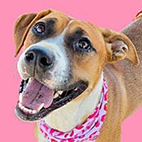 Shakira - URGENT, Adoptable, Young Female Boxer & Pit Bull Terrier.