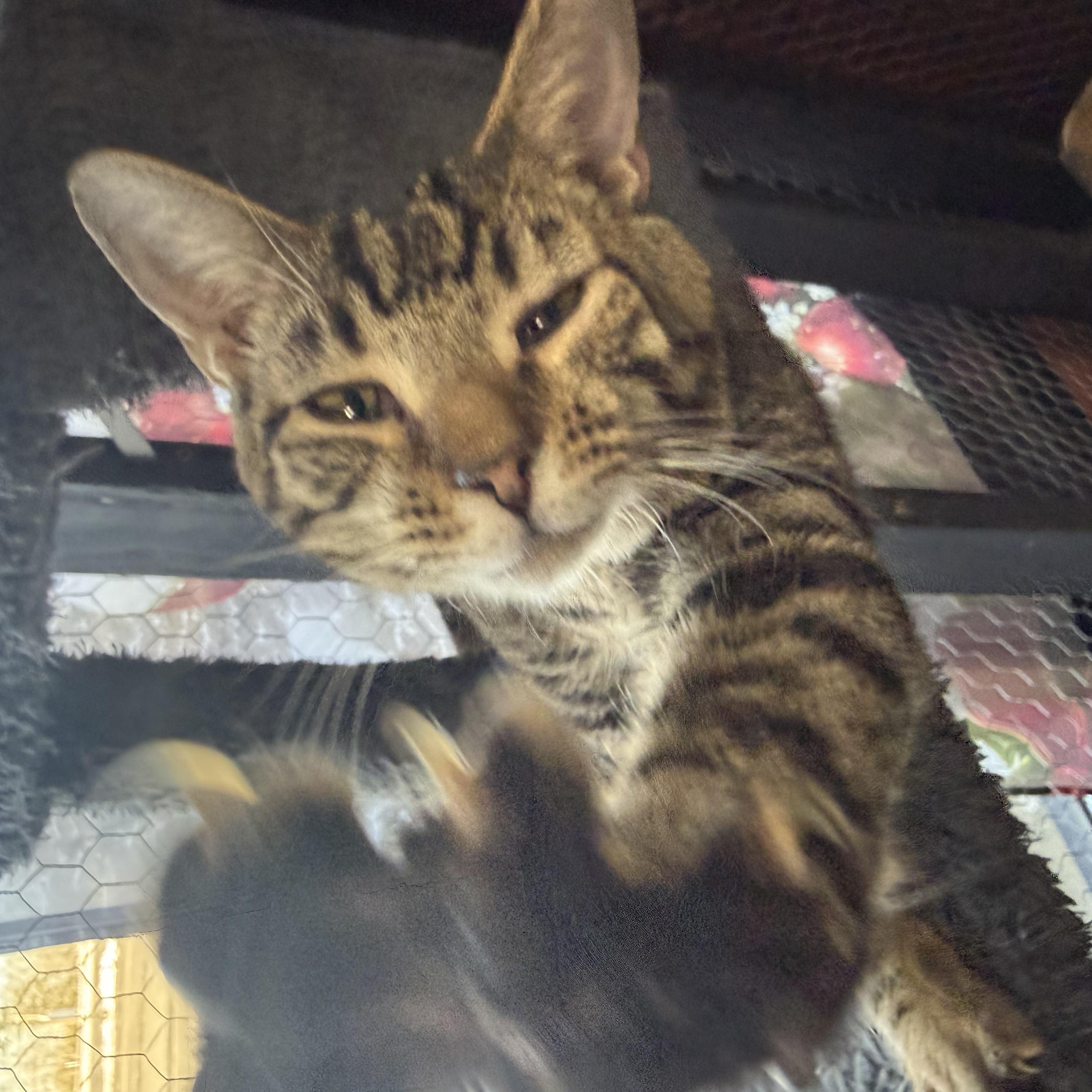 Enlarge Bello, a ADOPTABLE Domestic Short Hair in Galloway, NJ image 1/4