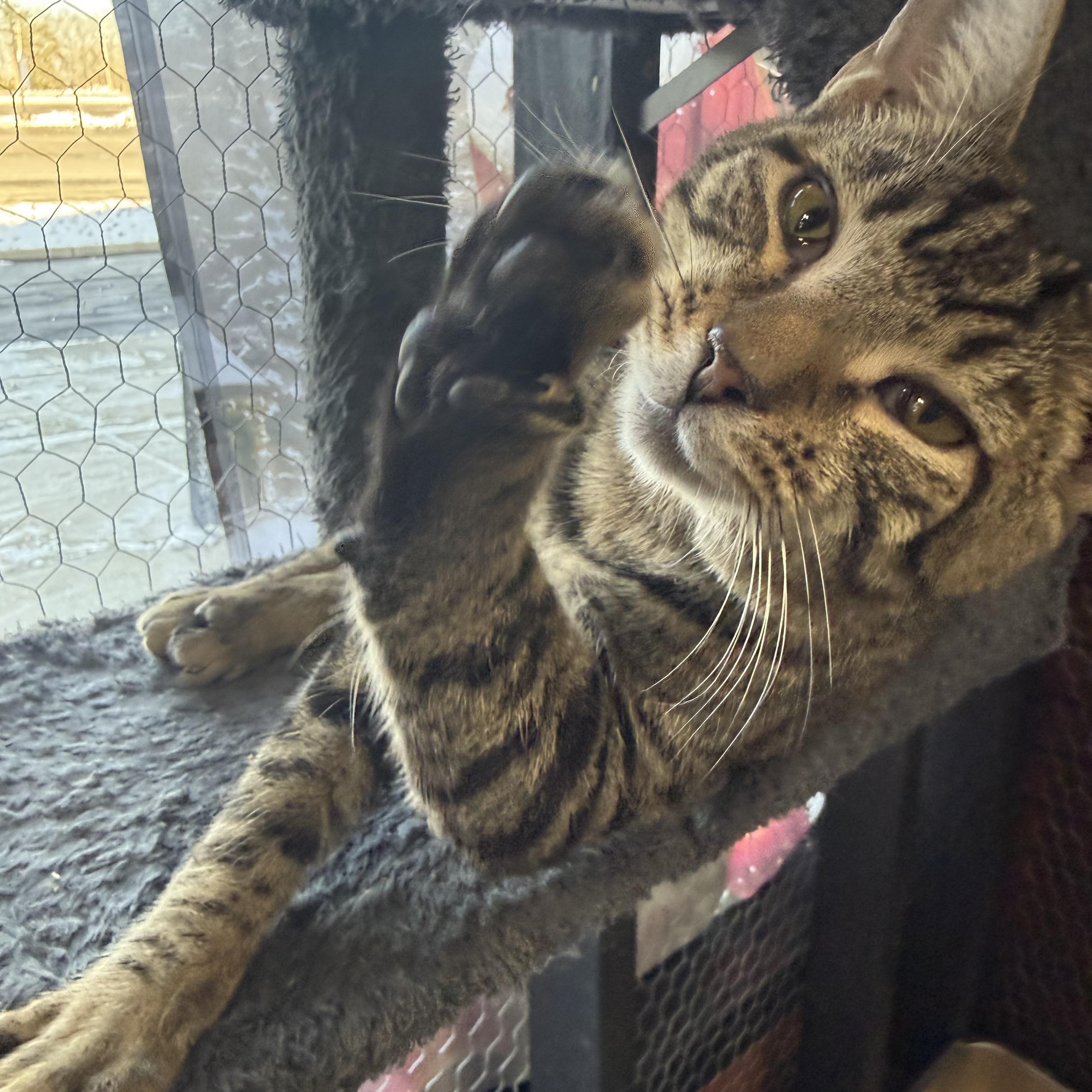 Enlarge Bello, a ADOPTABLE Domestic Short Hair in Galloway, NJ image 2/4