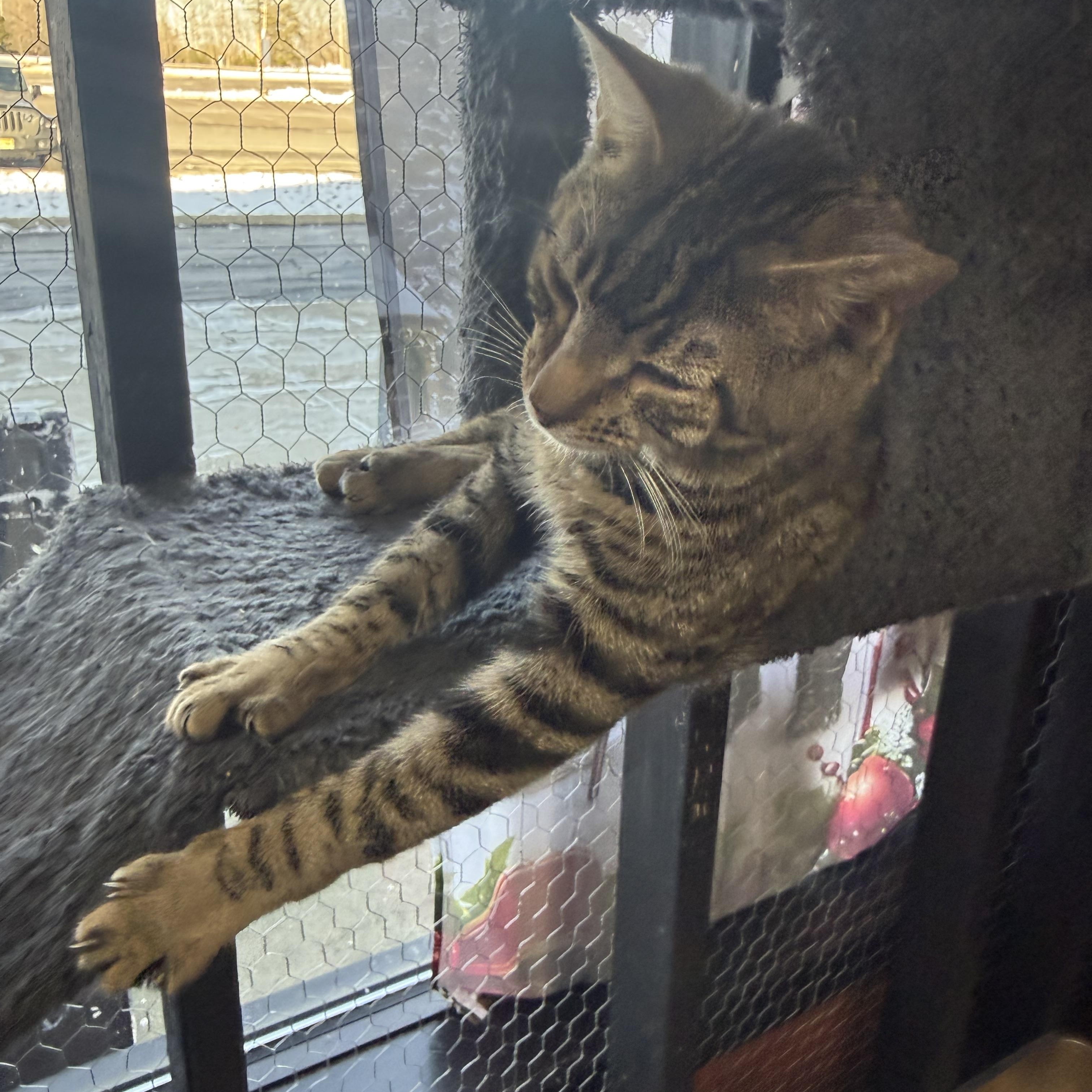 Enlarge Bello, a ADOPTABLE Domestic Short Hair in Galloway, NJ image 3/4