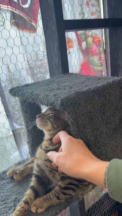 Enlarge Bello, a ADOPTABLE Domestic Short Hair in Galloway, NJ video 4/4