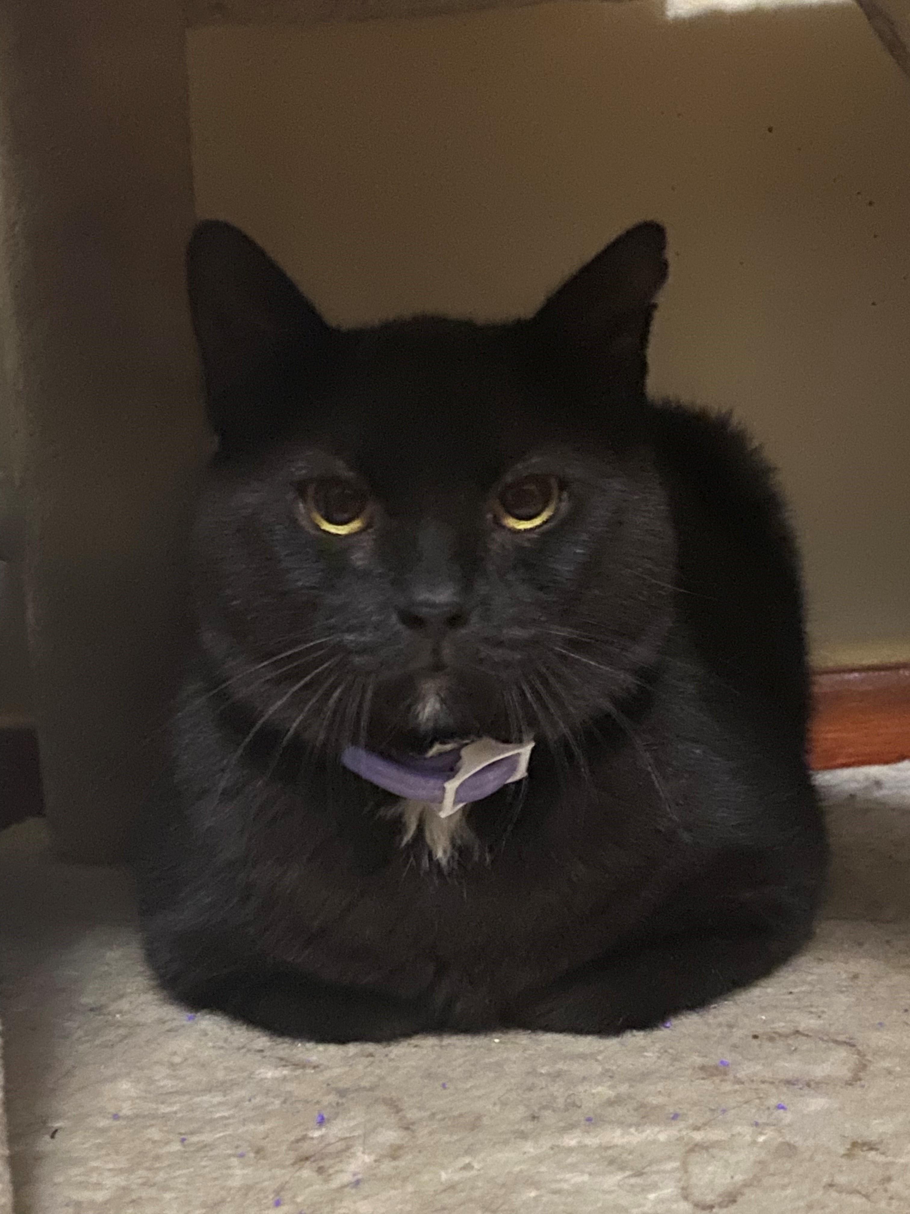 Enlarge Julius, an adopted Domestic Short Hair in Jersey city, NJ image 2/2