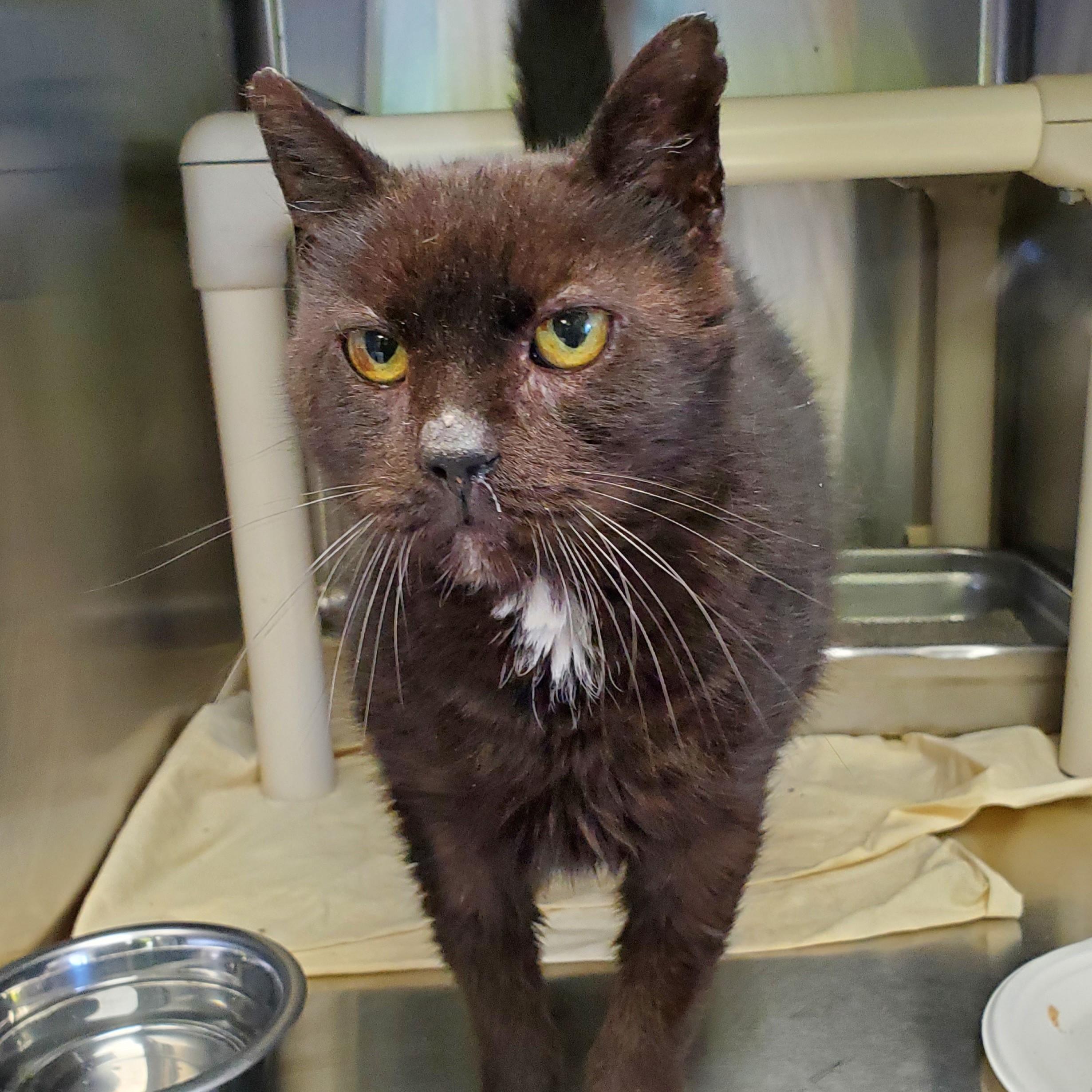 Enlarge Julius, an adopted Domestic Short Hair in Jersey city, NJ image 1/2