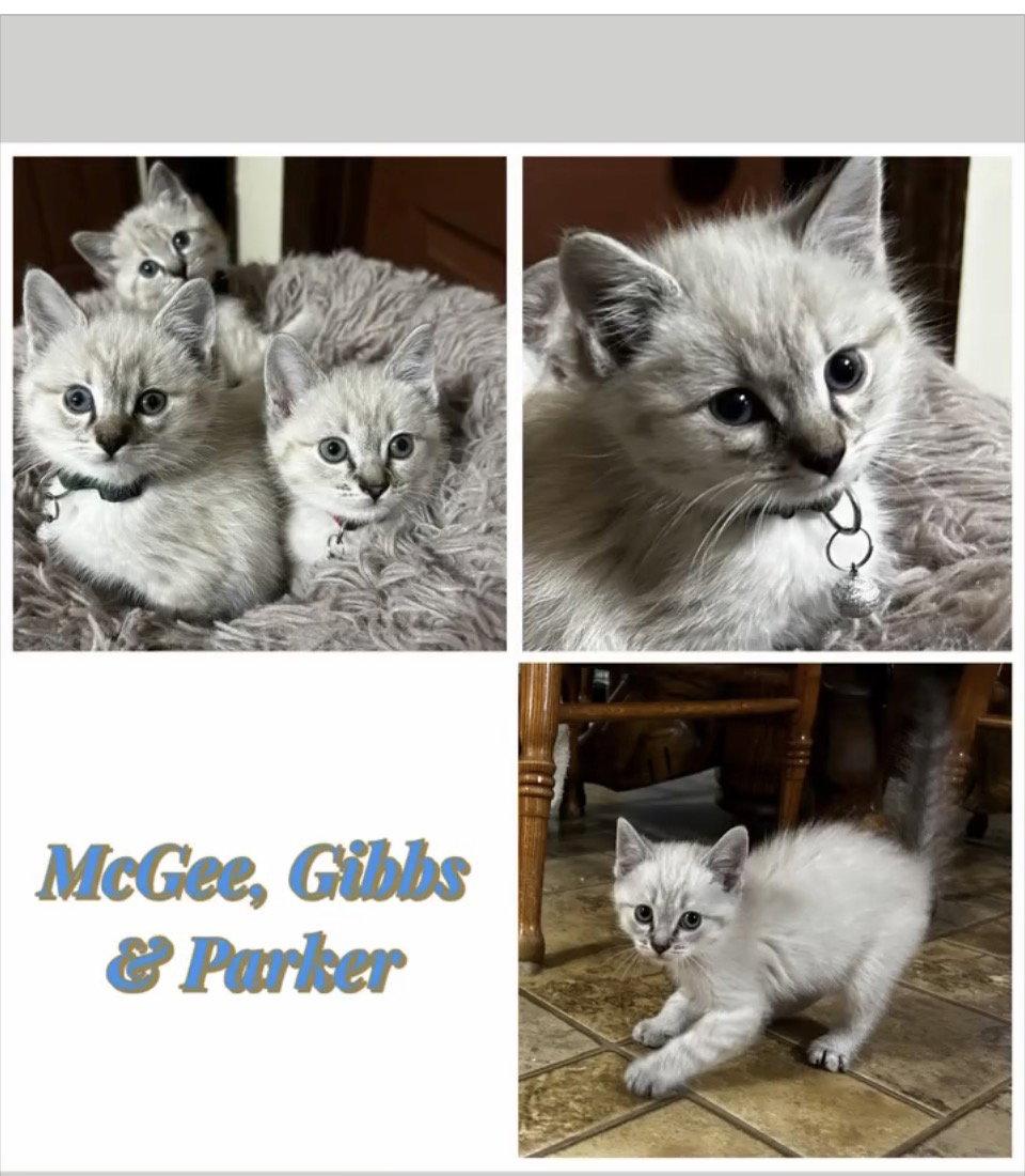 Enlarge London (was Parker (kk), a Adopted Siamese in White Bluff, TN image 1/1