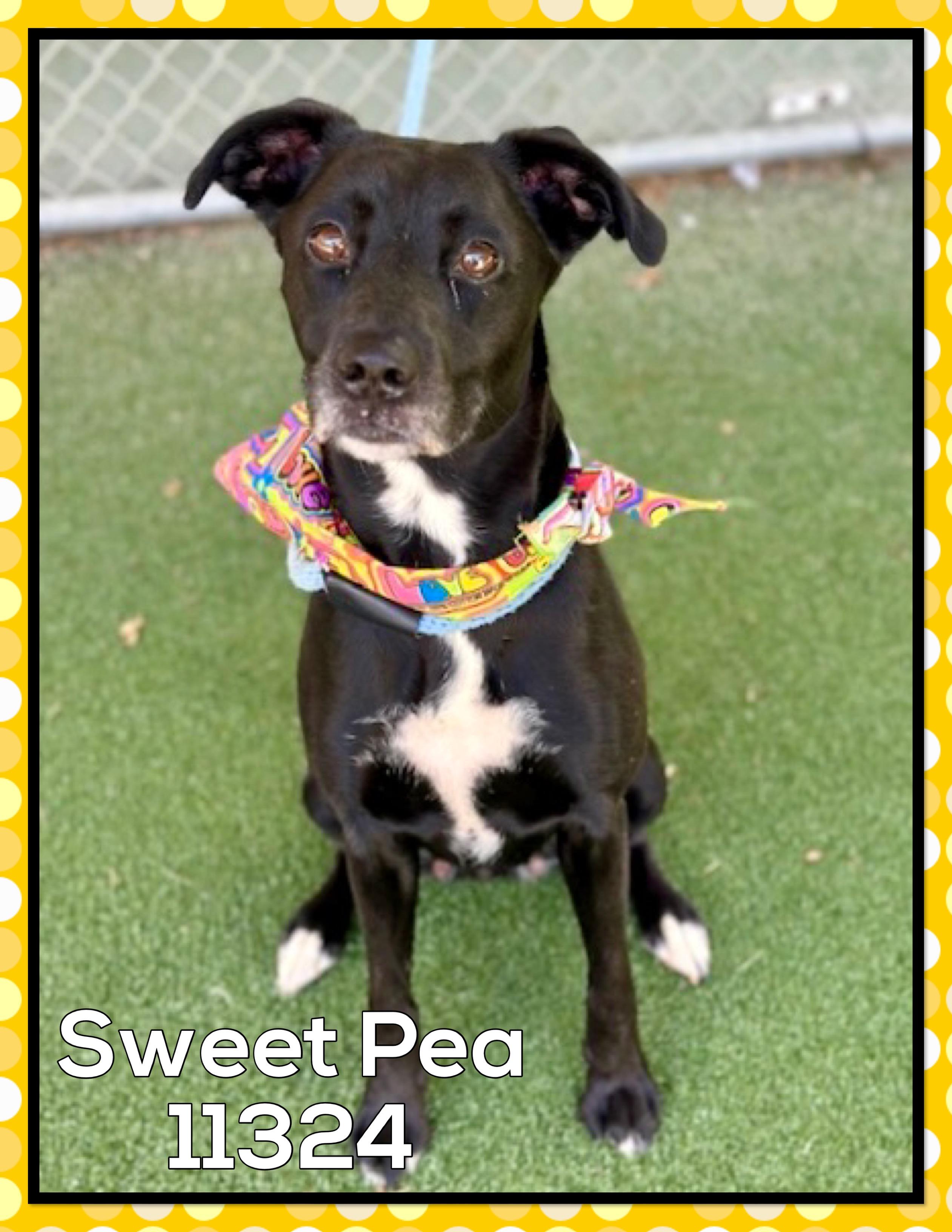 SWEET PEA