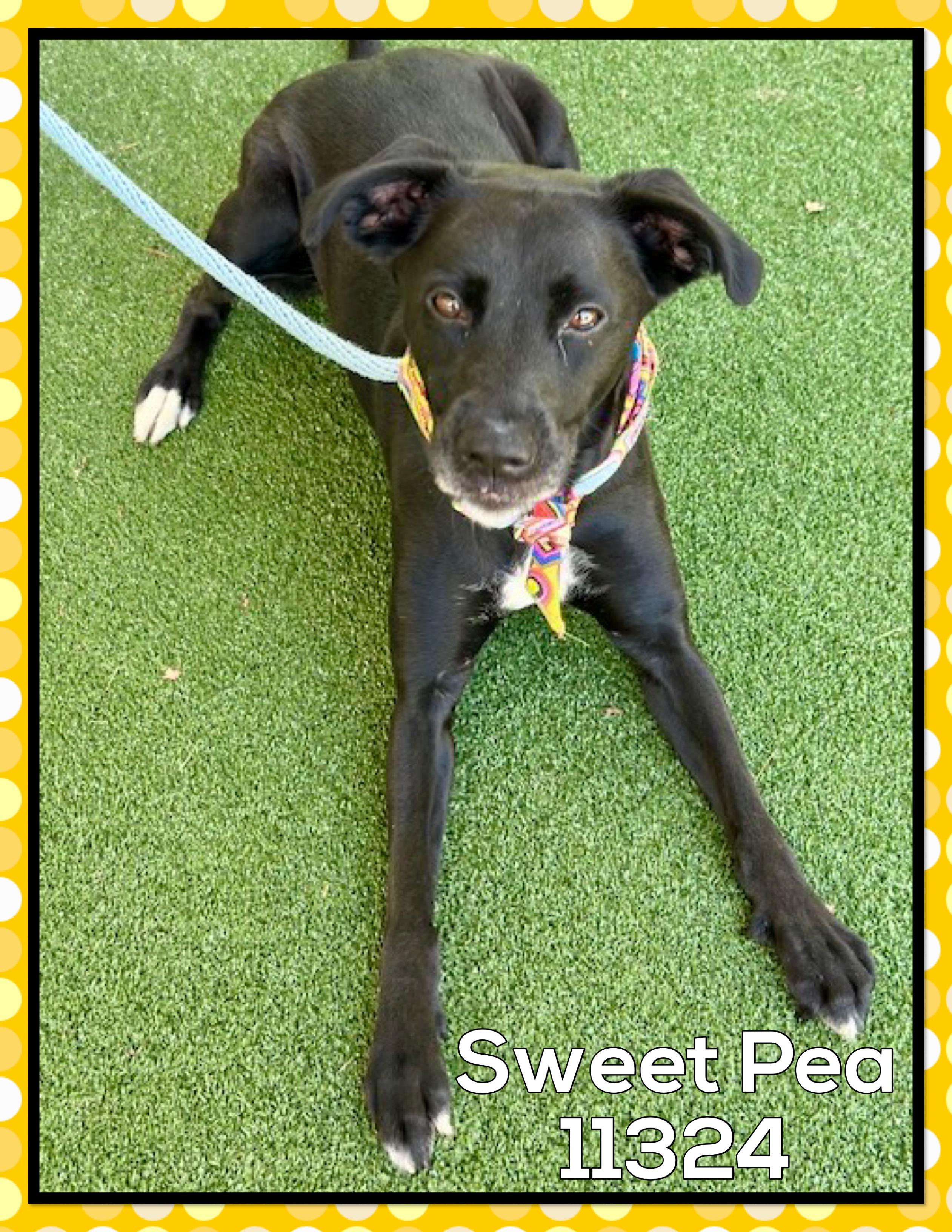 SWEET PEA