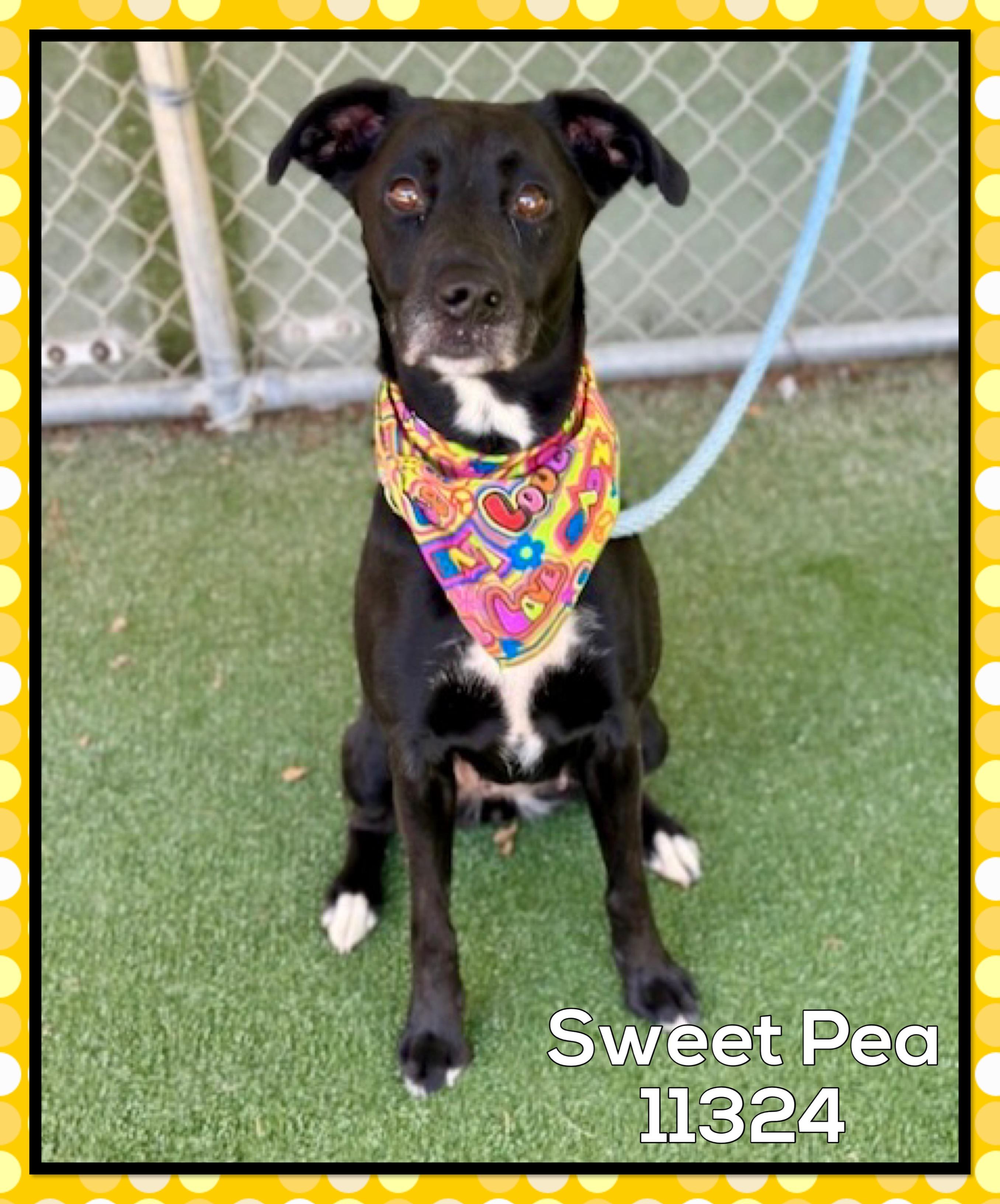 SWEET PEA