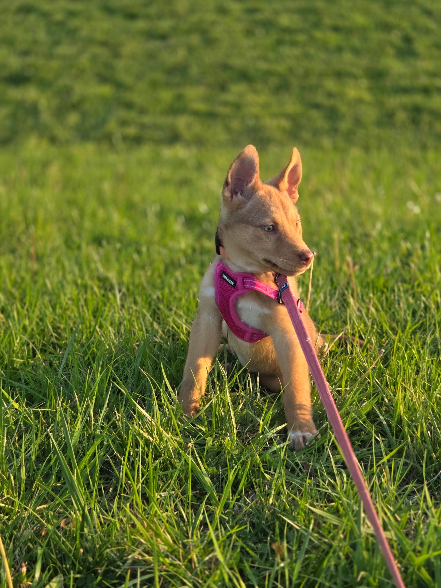 Enlarge Astro, an adopted mixed breed in Columbia, MD image 2/4