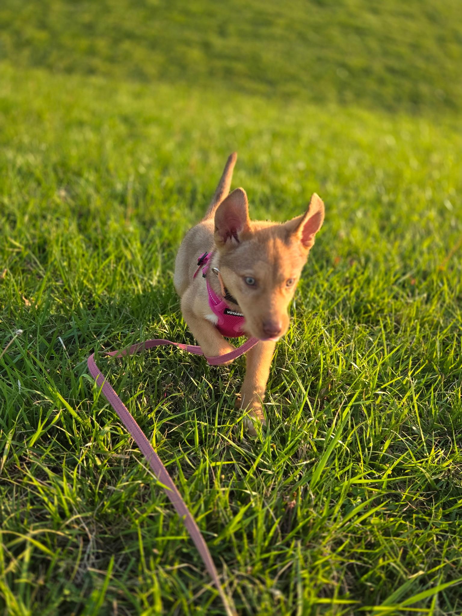 Enlarge Astro, an adopted mixed breed in Columbia, MD image 3/4