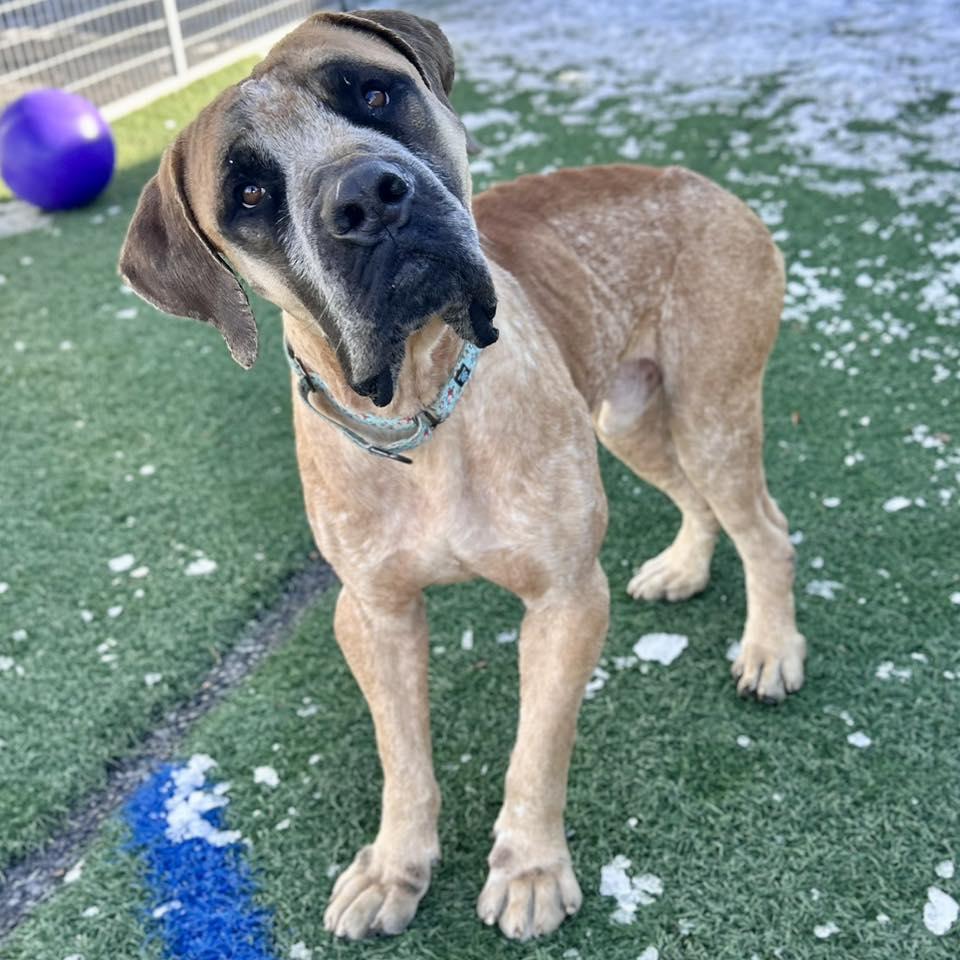 Montgomery, an adoptable mixed breed in Whitehall, PA image 1/2