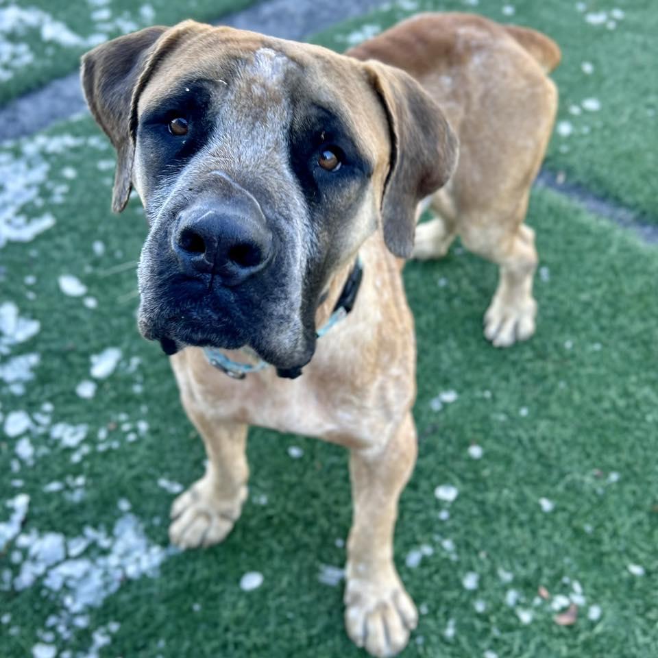 Montgomery, an adoptable mixed breed in Whitehall, PA image 2/2