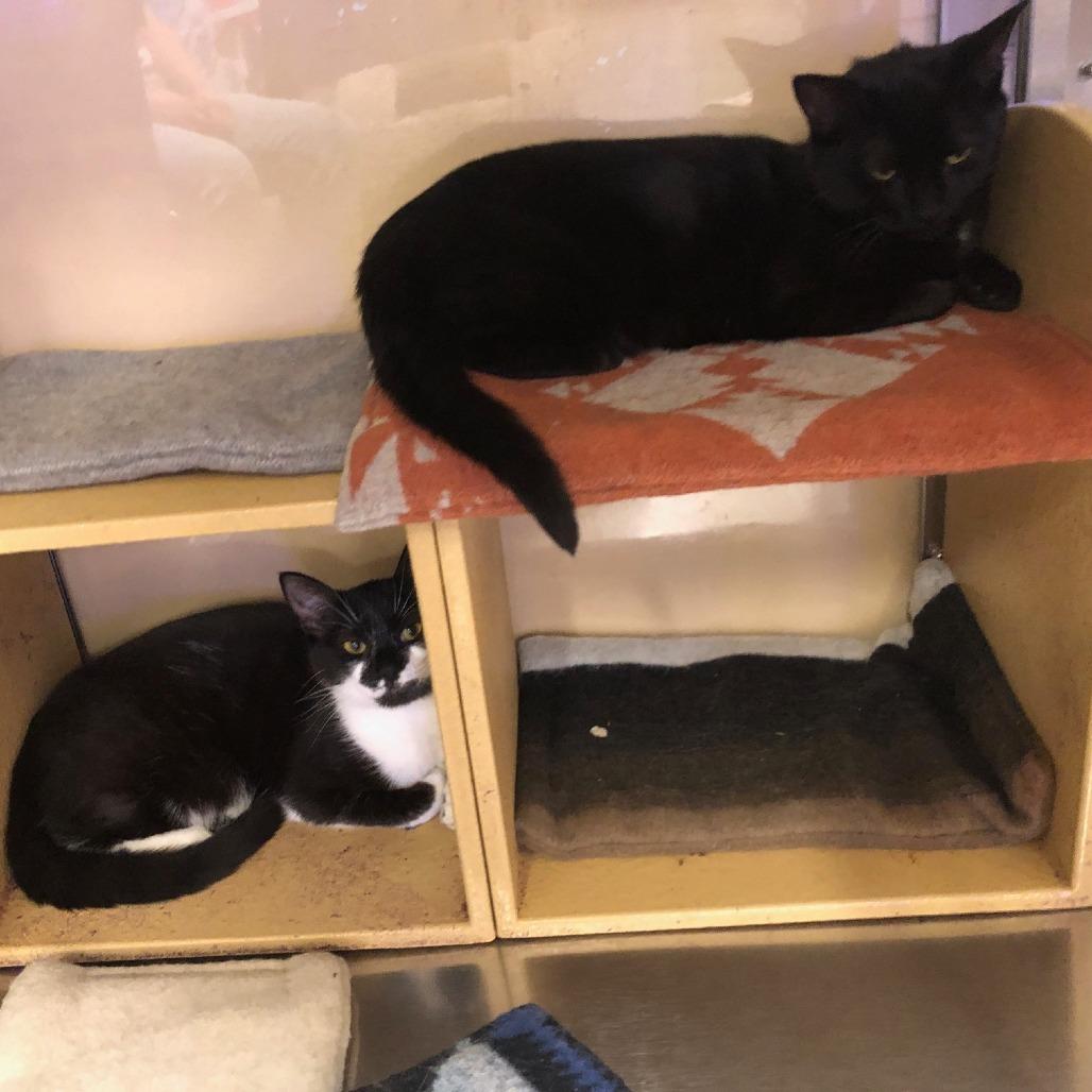 Squirt, Adoptable, Adult Female Domestic Short Hair.