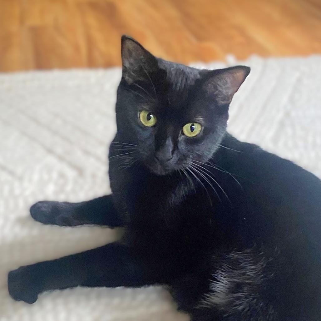 Squirt, a Adoptable Domestic Short Hair in Springfield, OR image 5/6