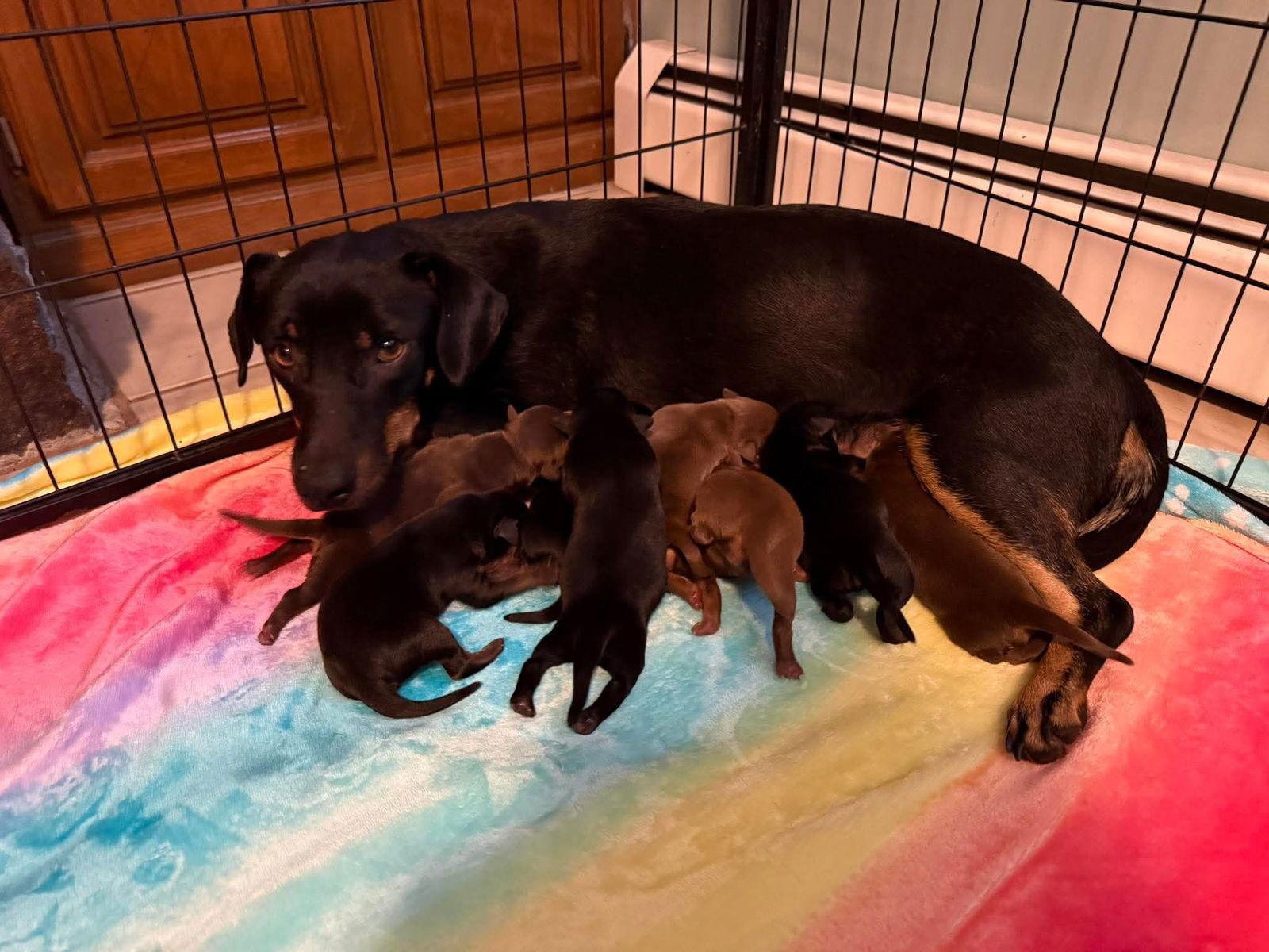 Iris SA in RI Levesque (Positive Images), Adopted, Puppy Female Dachshund.