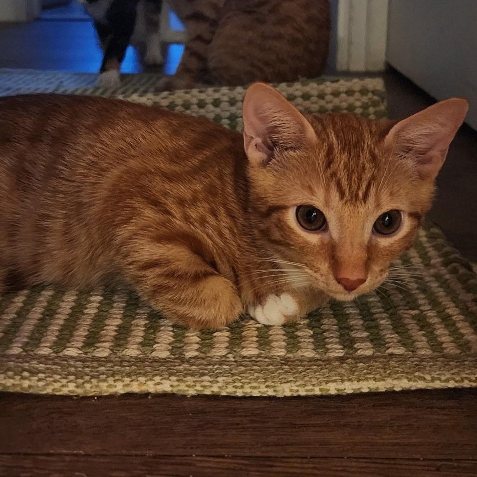 Enlarge Marmalade & Tigger BONDED, a Adoptable mixed breed in Montpelier, VT image 5/6
