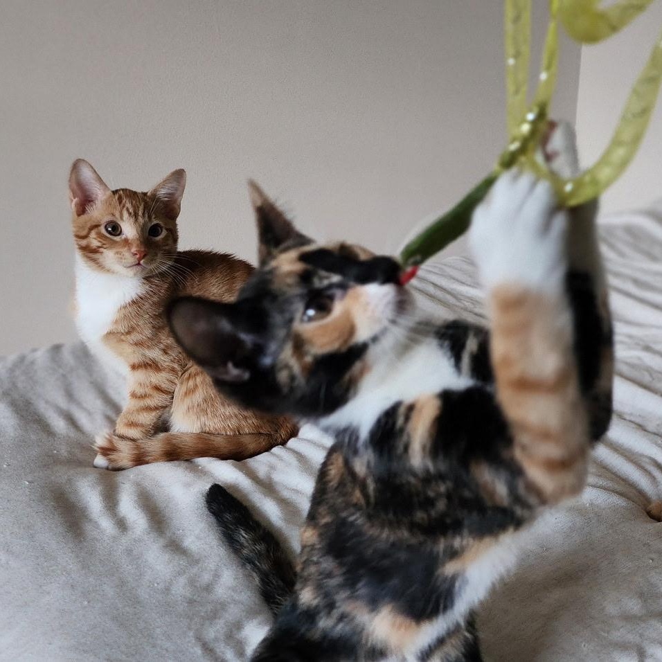 Enlarge Marmalade & Tigger BONDED, a Adoptable mixed breed in Montpelier, VT image 6/6