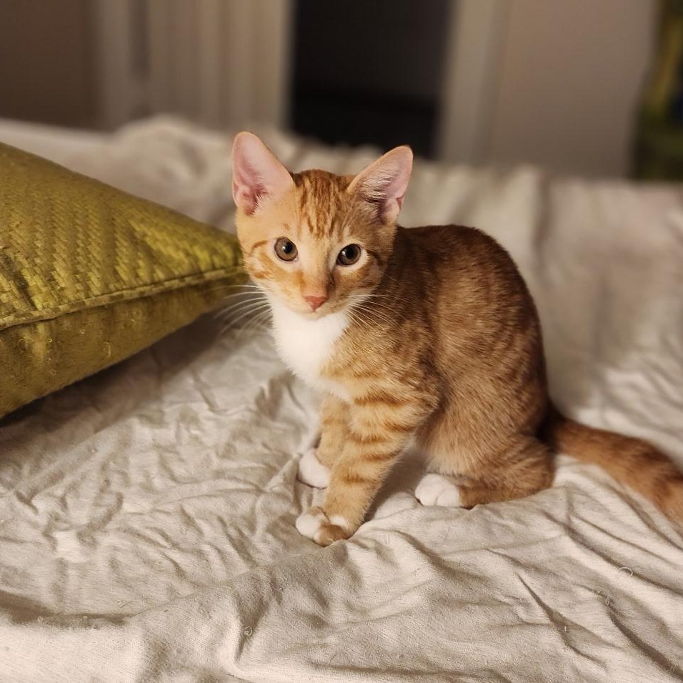 Enlarge Marmalade & Tigger BONDED, a Adoptable mixed breed in Montpelier, VT image 2/6