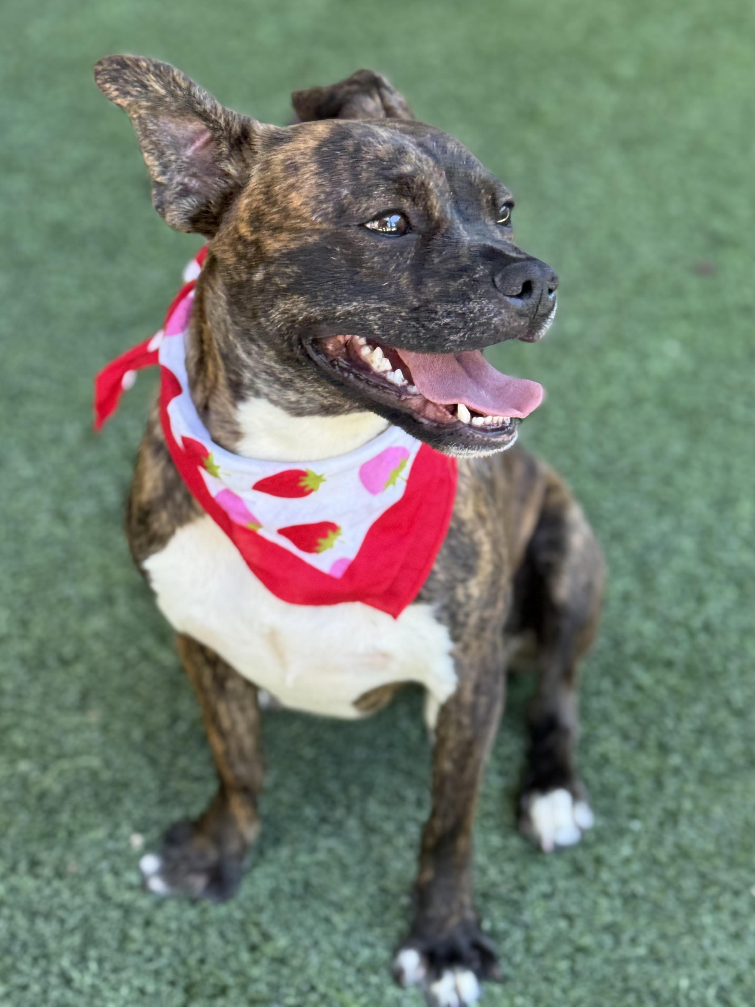 Indigo — thumbnail 2