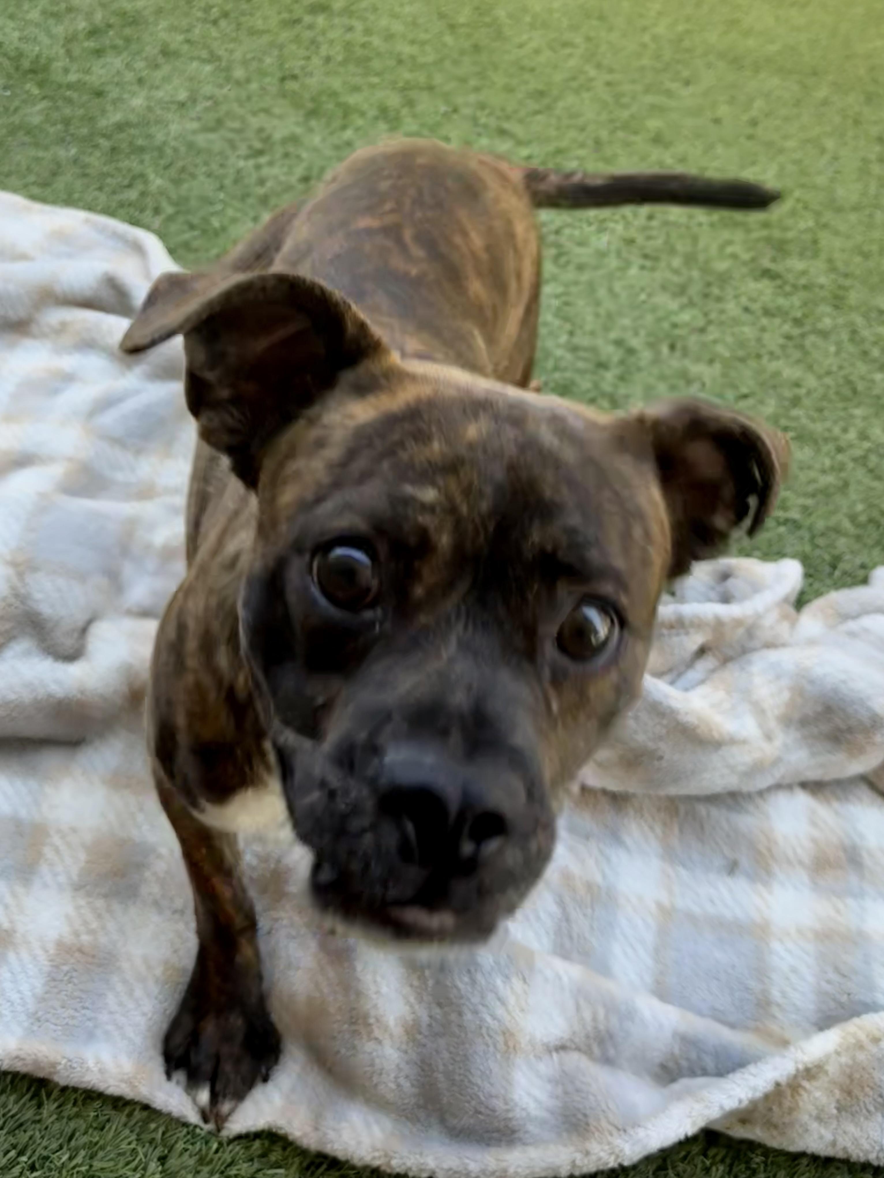 Indigo — thumbnail 3