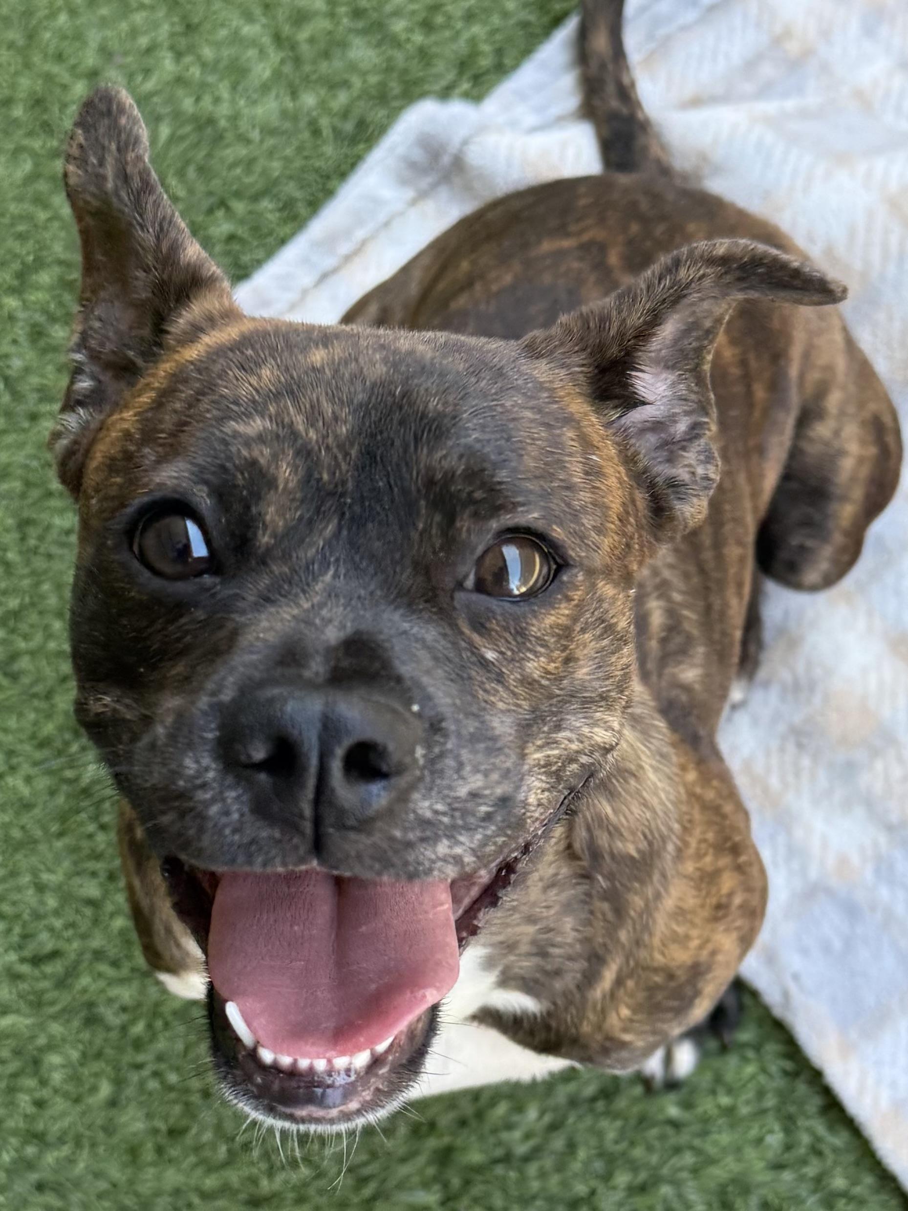 Indigo — thumbnail 5