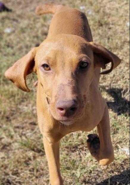 Pumpkin, Adopted, Puppy Female Vizsla & Plott Hound.
