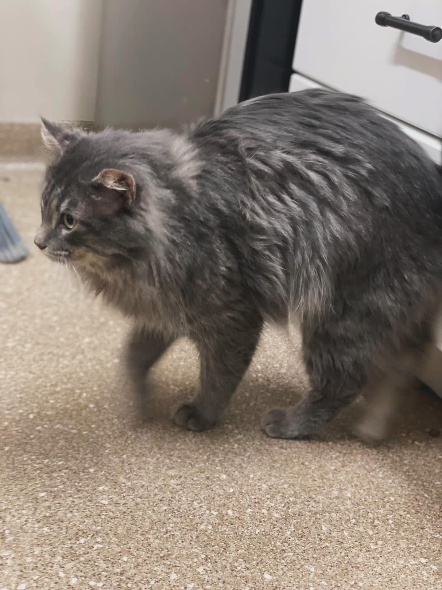 Enlarge Yoshi, a Adopted Domestic Long Hair in Holland, MI image 1/3