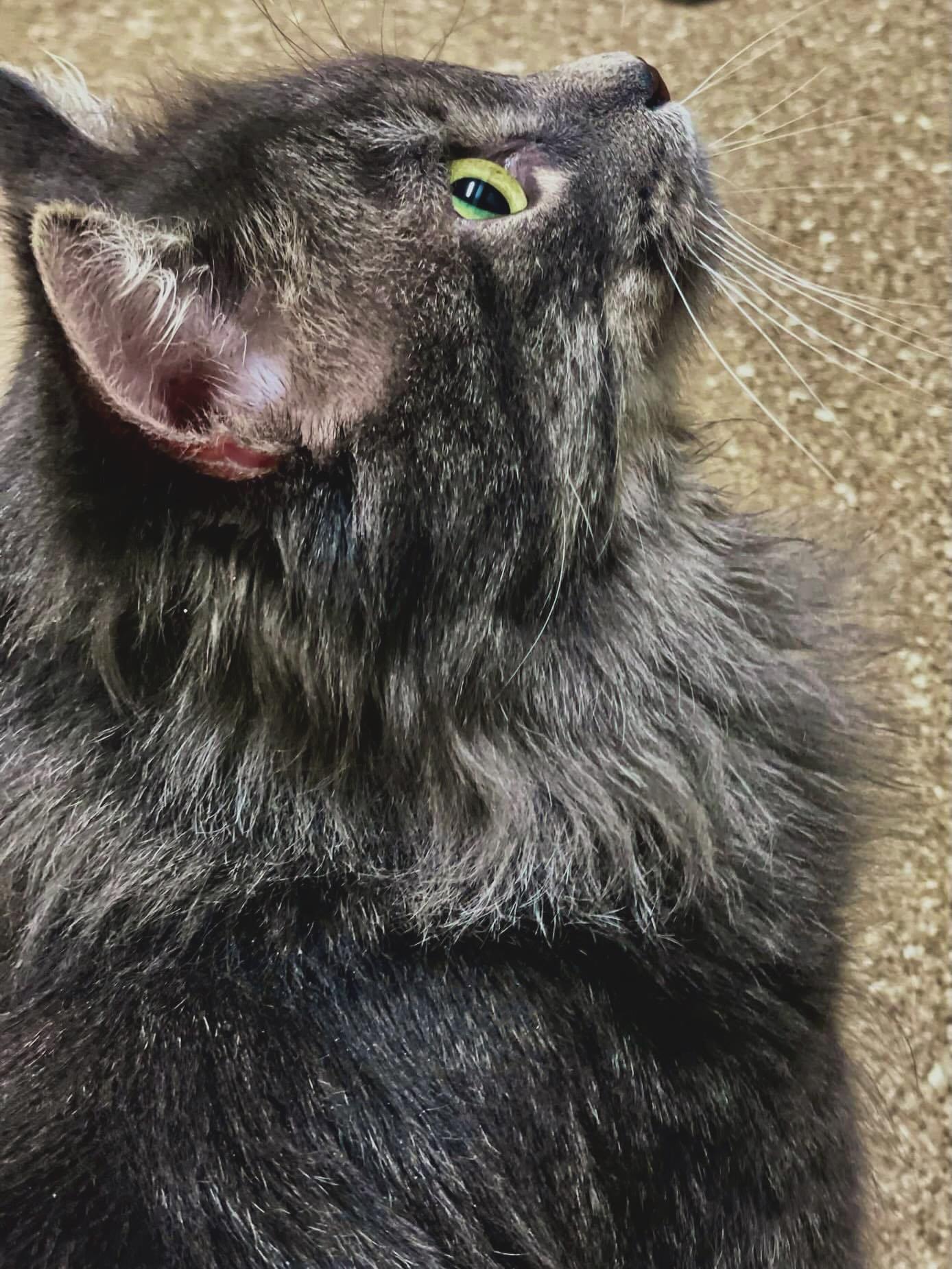 Enlarge Yoshi, a Adopted Domestic Long Hair in Holland, MI image 2/3