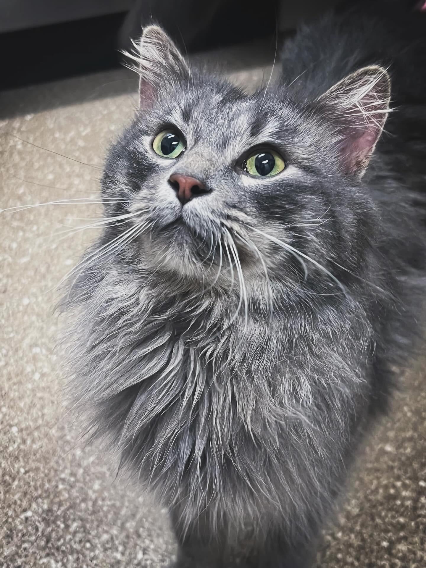 Enlarge Yoshi, a Adopted Domestic Long Hair in Holland, MI image 3/3