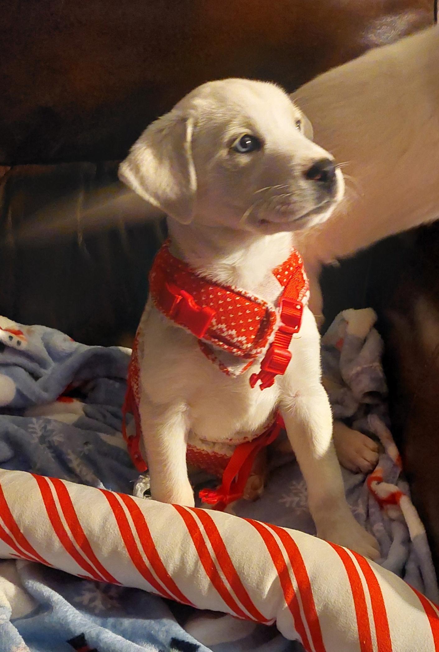 Aurora, ADOPTABLE, Puppy Female Husky & Labrador Retriever.