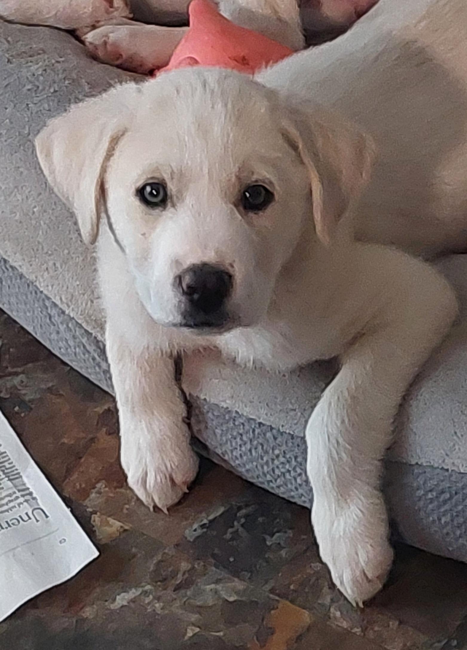 Aurora, an adopted mixed breed in Conesus, NY image 2/6