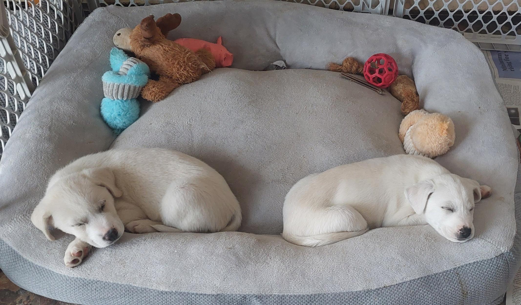 Aurora, a ADOPTABLE mixed breed in Conesus, NY image 3/4