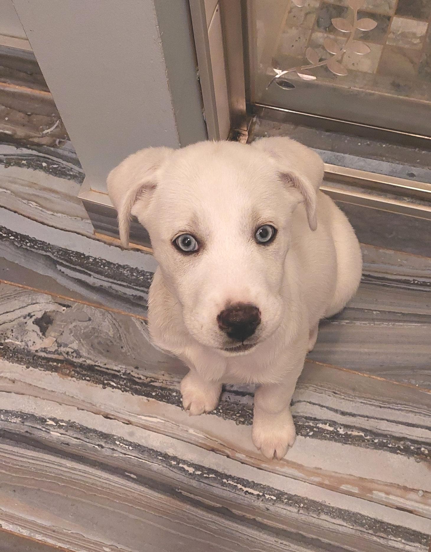 Aurora, an adopted mixed breed in Conesus, NY image 1/6