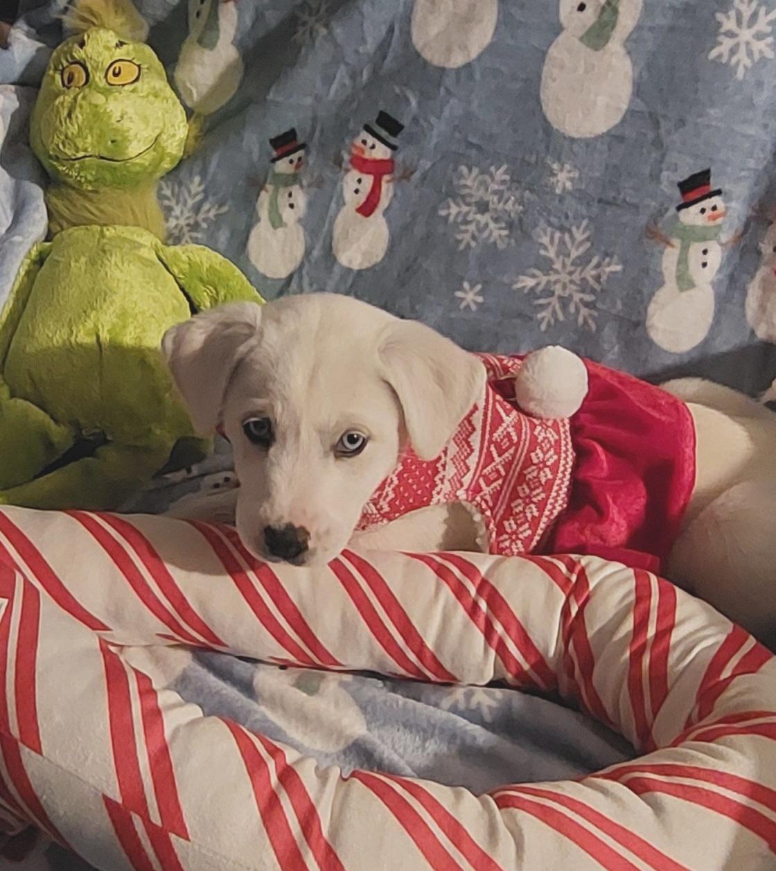 Aurora, a ADOPTABLE mixed breed in Conesus, NY image 2/4