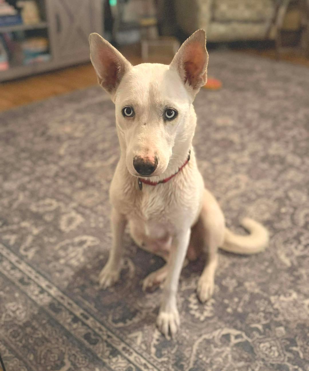 Aurora, a ADOPTABLE mixed breed in Conesus, NY image 4/4