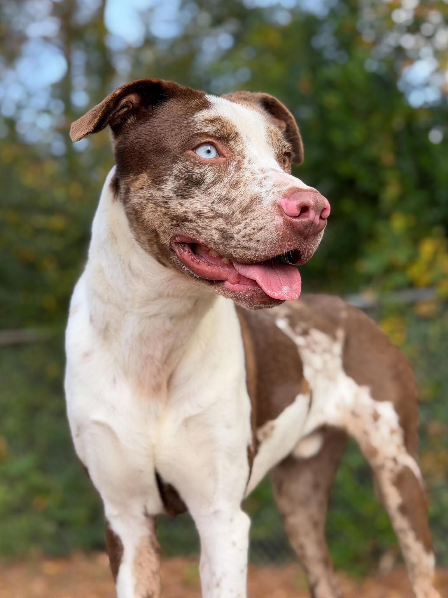 Enlarge Dingo, a ADOPTABLE mixed breed in Henderson, TX image 3/4