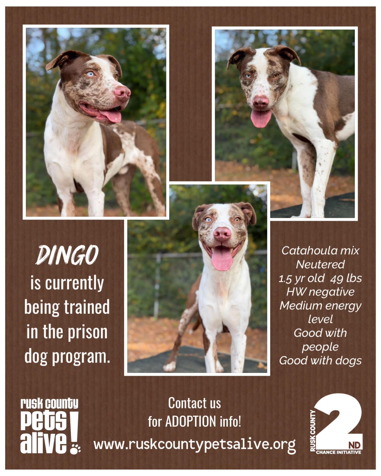 Enlarge Dingo, a ADOPTABLE mixed breed in Henderson, TX image 4/4