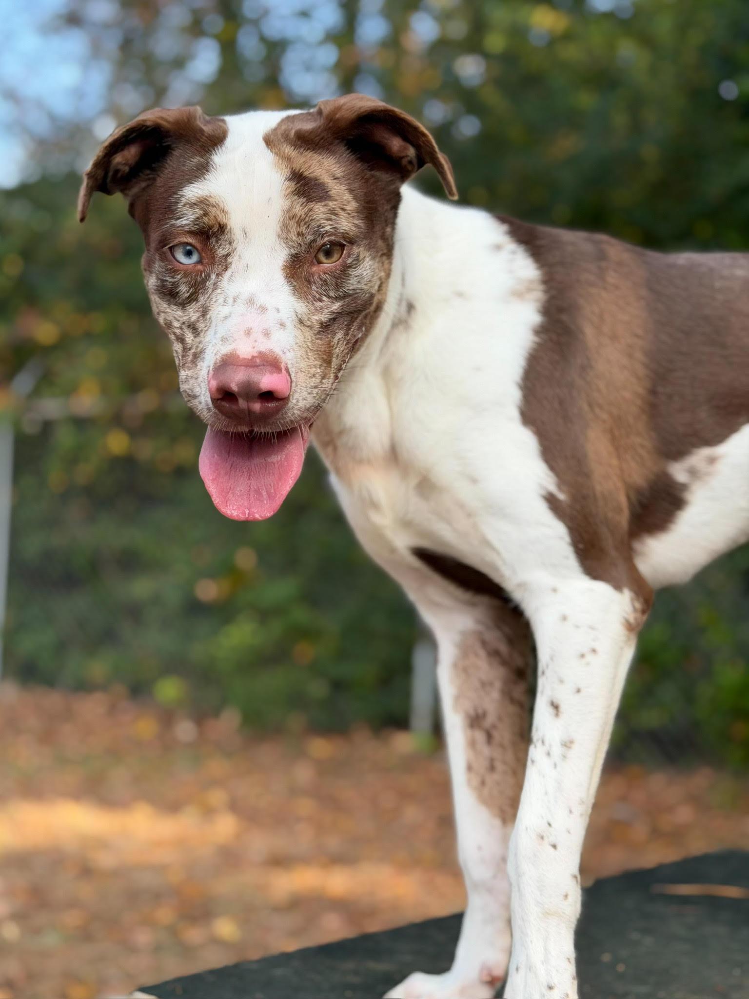 Enlarge Dingo, a ADOPTABLE mixed breed in Henderson, TX image 1/4