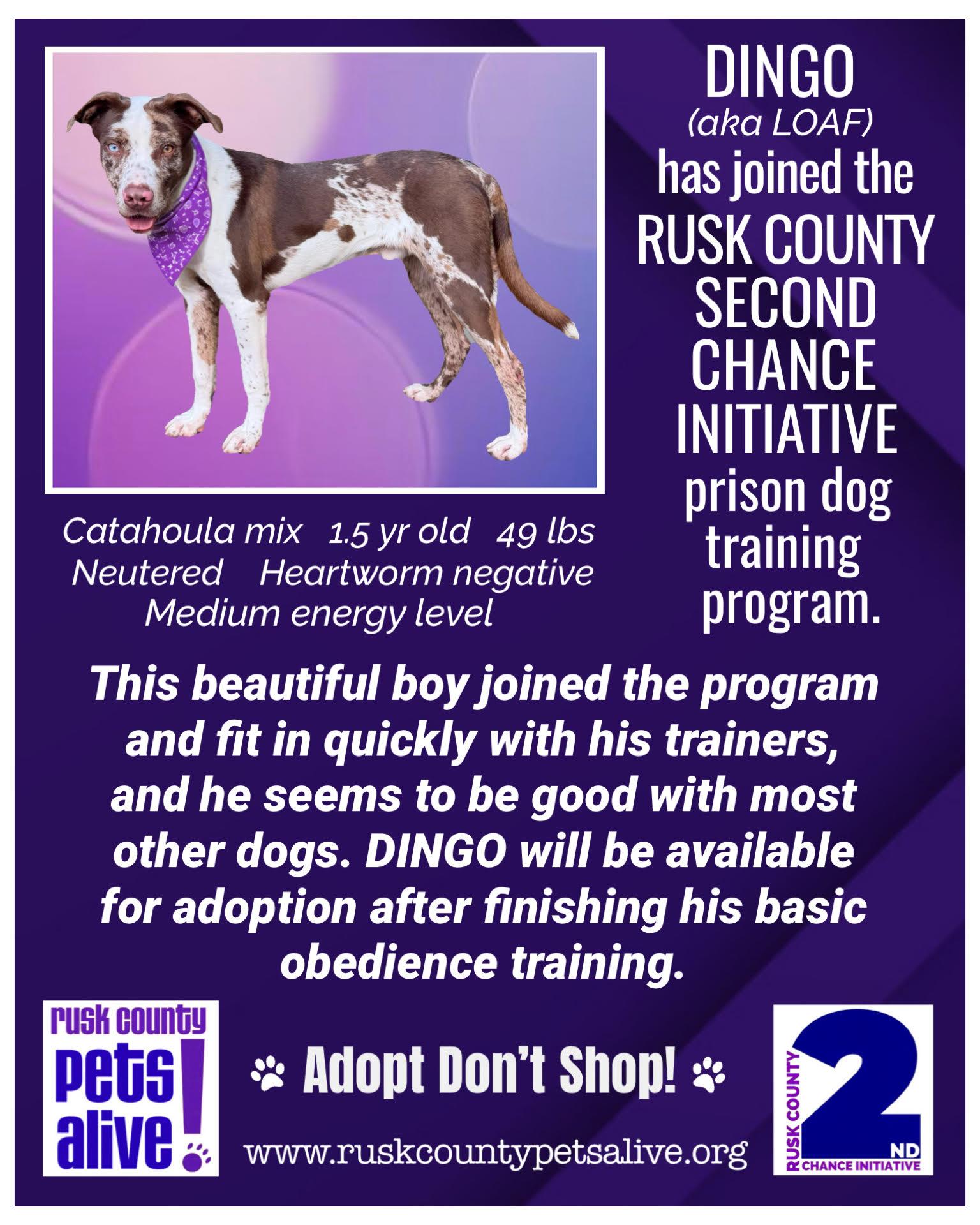 Enlarge Dingo, a ADOPTABLE mixed breed in Henderson, TX image 2/4