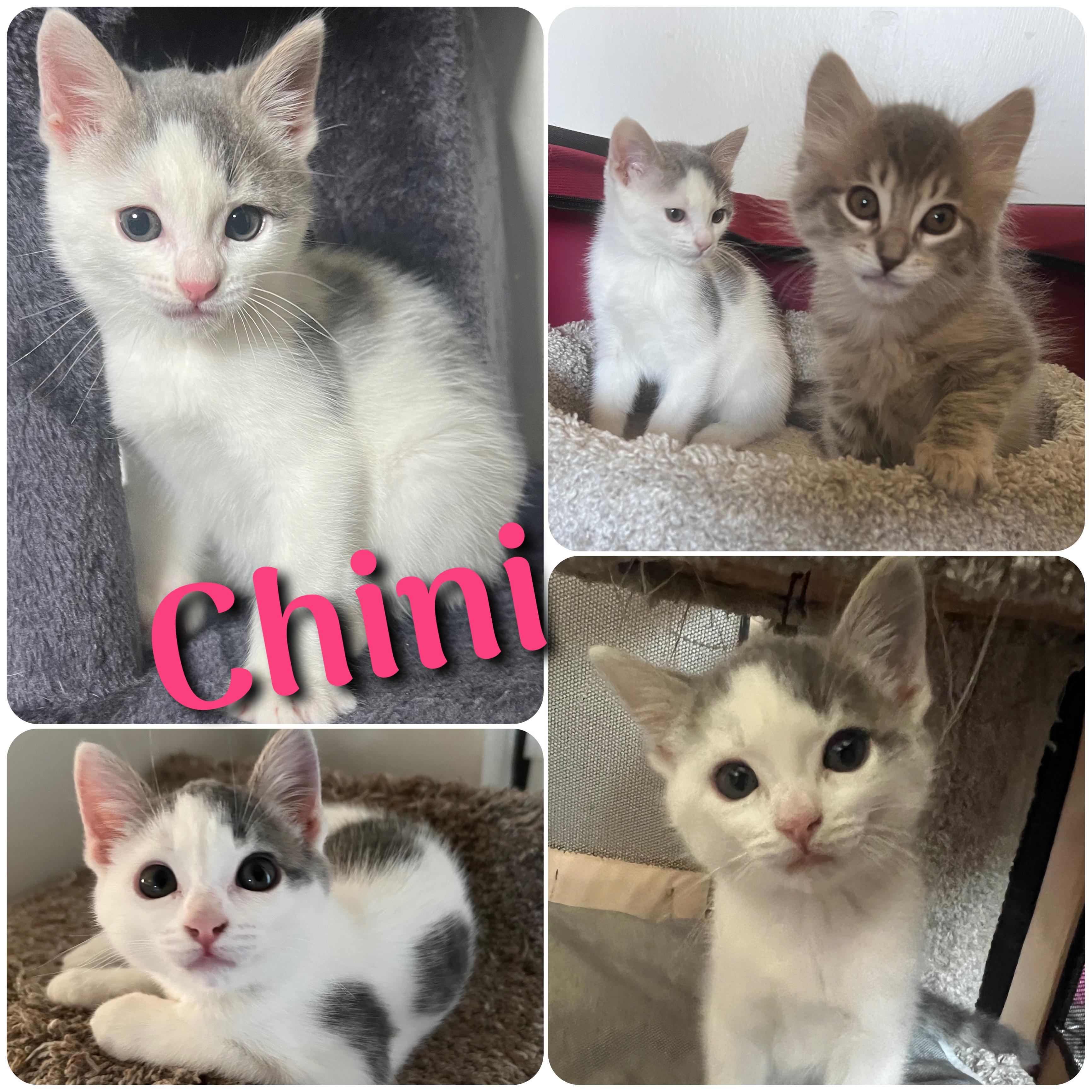 Chini, adopted, Kitten Female Domestic Short Hair.