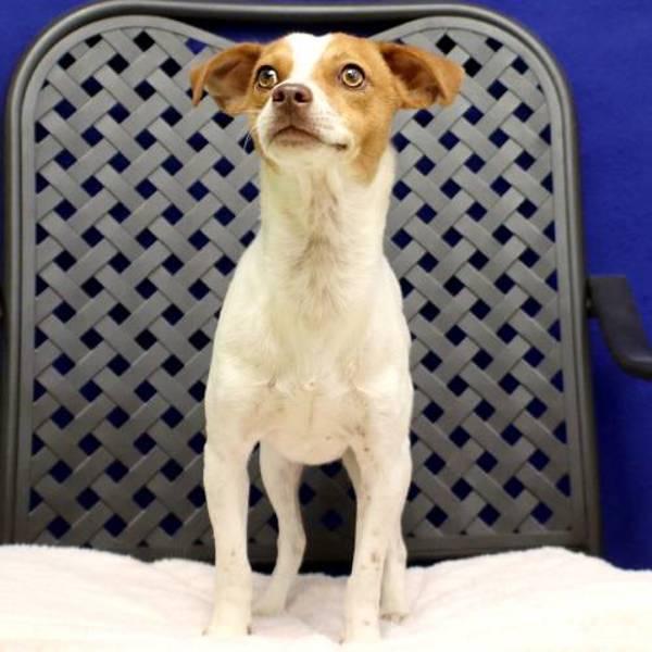 Johnson, a Adoptable mixed breed in Midland, TX image 1/5