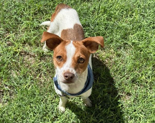 Johnson, a Adoptable mixed breed in Midland, TX image 2/5